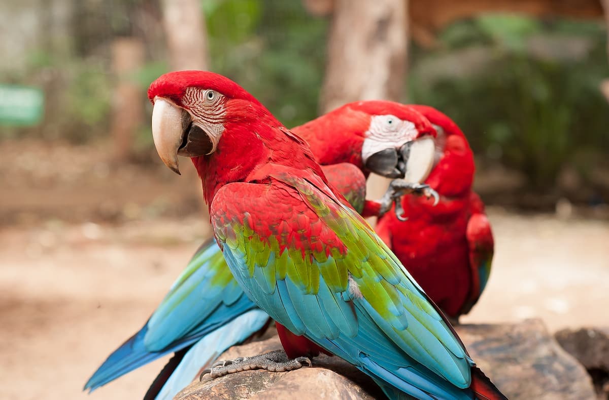 Ave colorida no Parque das Aves